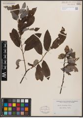 Foto von Salix discolor Muhl.
